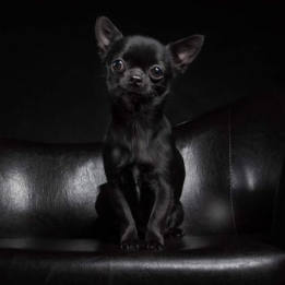 Chihuahua Breed