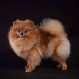 Visit The Pomeranian Breed Page