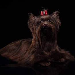 Yorkshire Terrier Breed