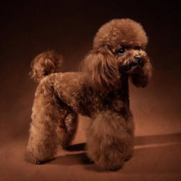 Asian Teacup Poodle Breed