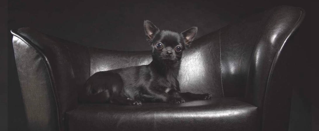 Chihuahua Breed