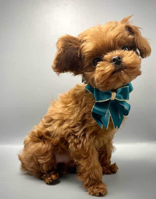 Dog Breeder In Surrey