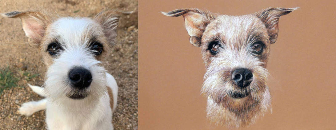Pet Portraits From Photos