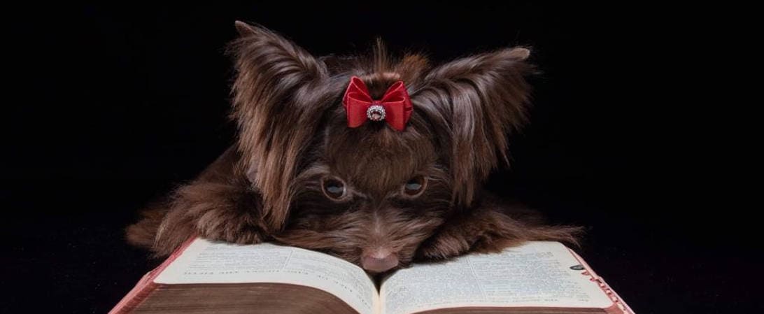 Yorkshire Terrier Breed