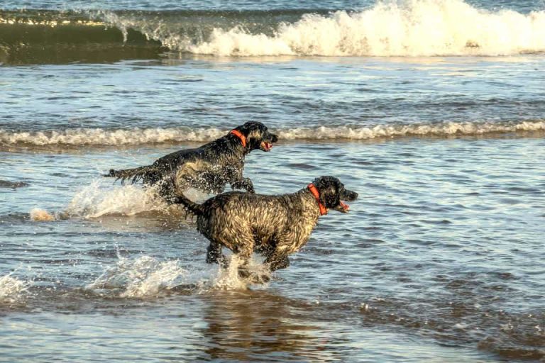 Doggy Dry Bag