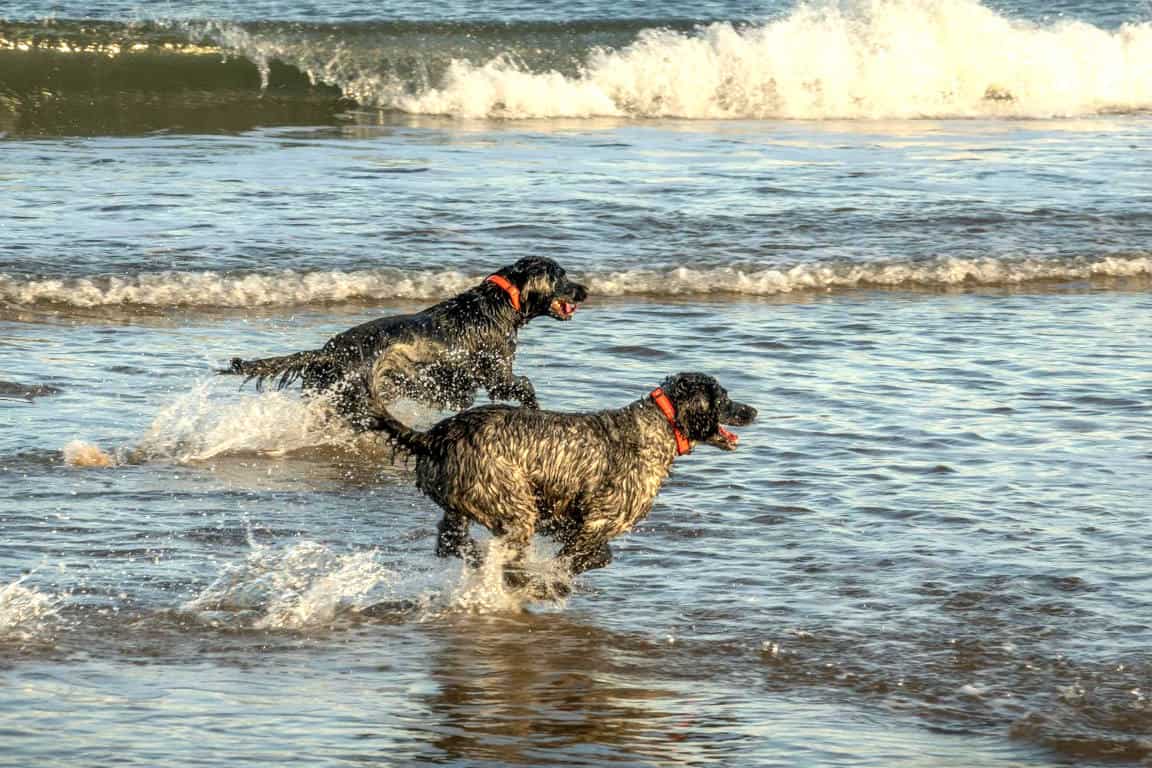 Doggy Dry Bag