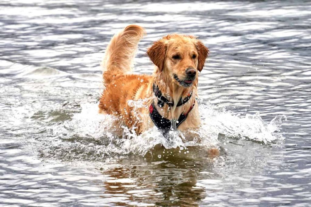 Drying Bag for Dogs