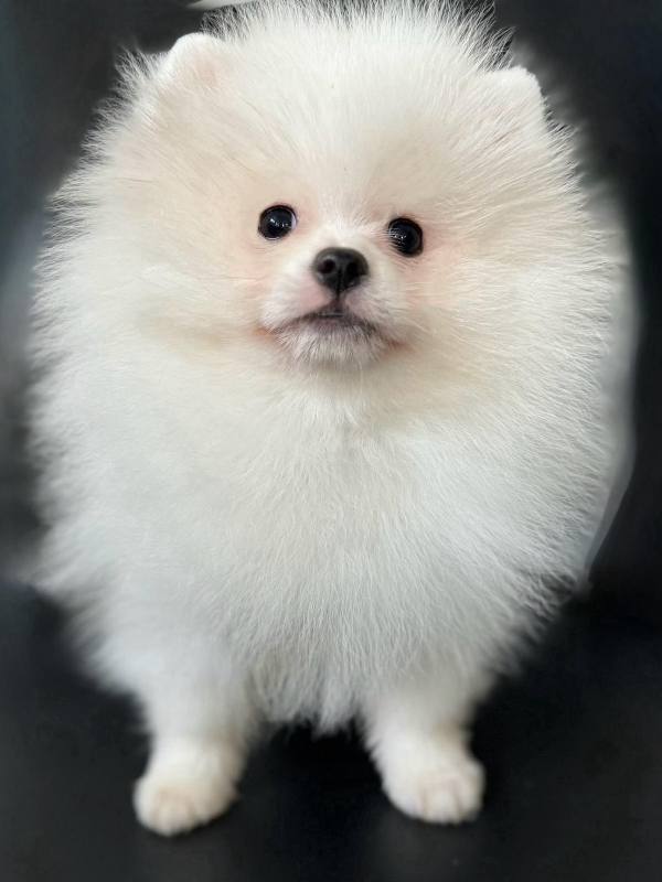 Boy White Pomeranian