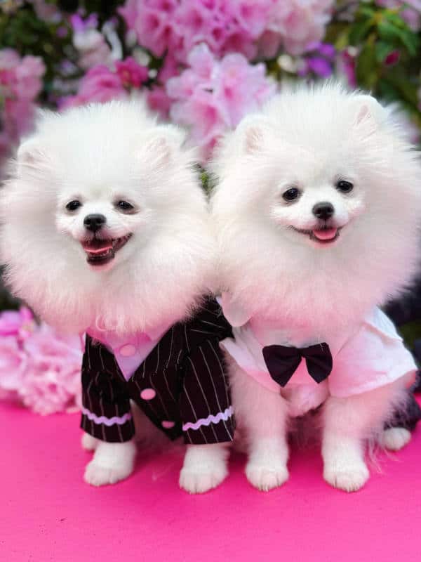 White Pomeranians