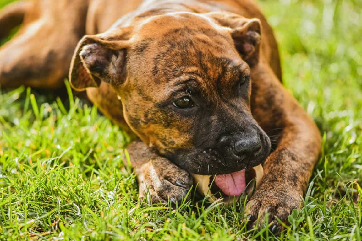 Dried Pig Ears For Dogs