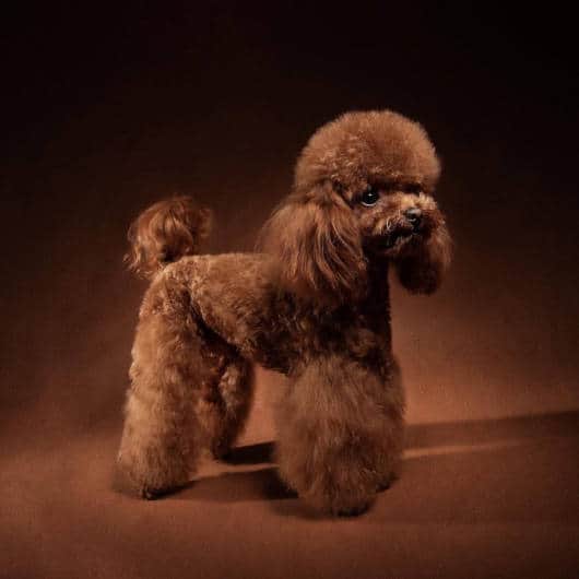 Asian Poodle Stud