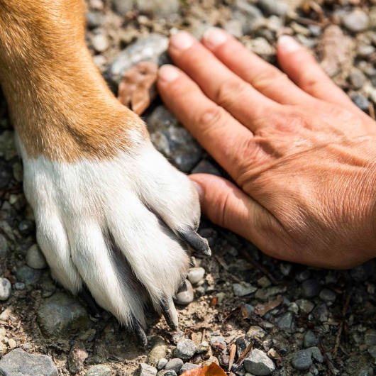 Dog Rehoming In Surrey