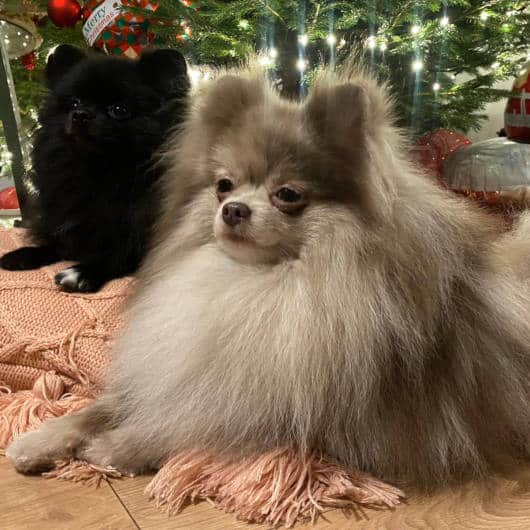 Lilac Merle Pomeranian Stud