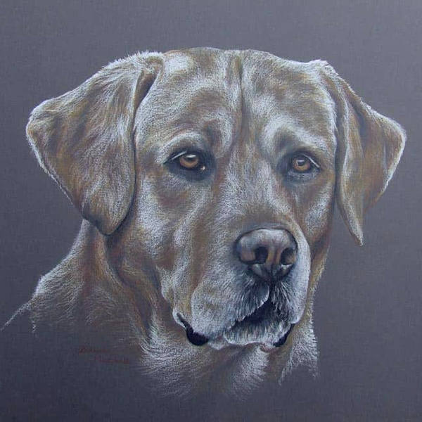 Pastel dog portraits