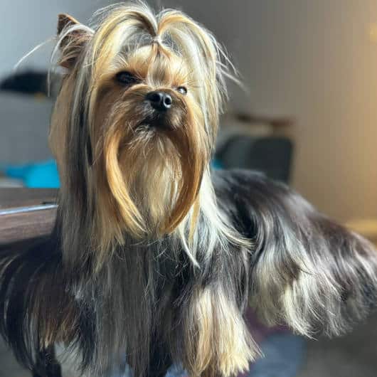 Yorkshire Terrier Stud