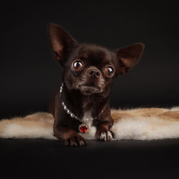 Brown Chihuahua