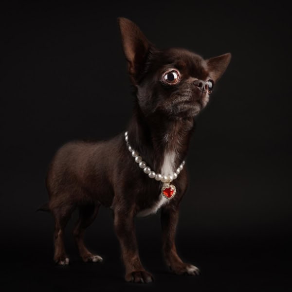 Brown Chihuahua Breed