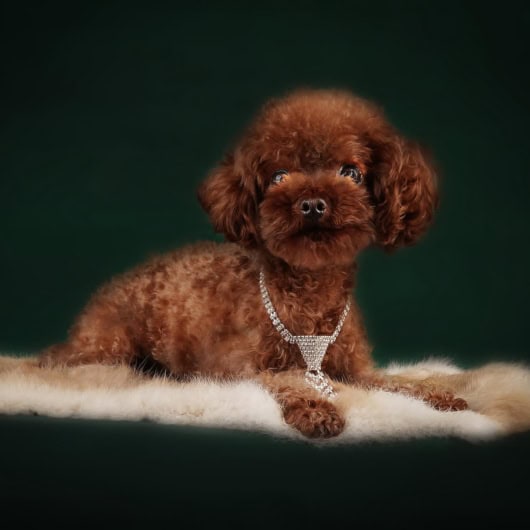 Rich Asian Poodle Stud