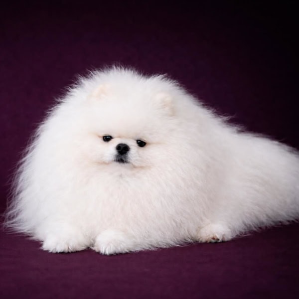 White Pomeranian Adult