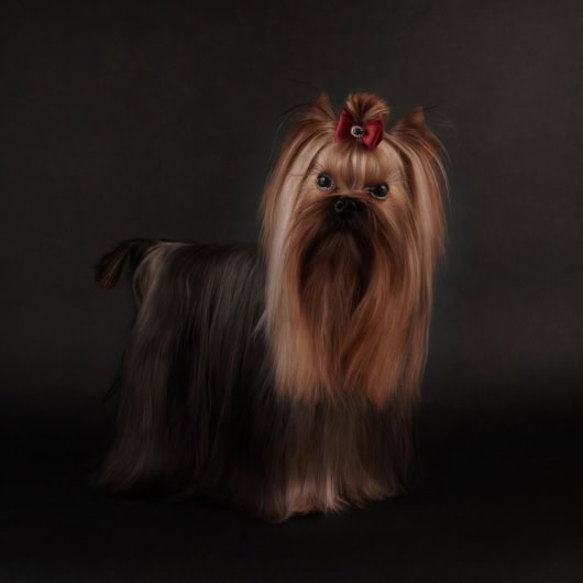 Yorkshire Terrier Stud