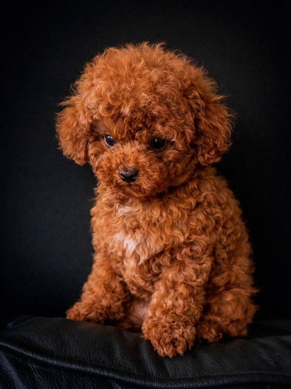 Poodle Puppies for Sale