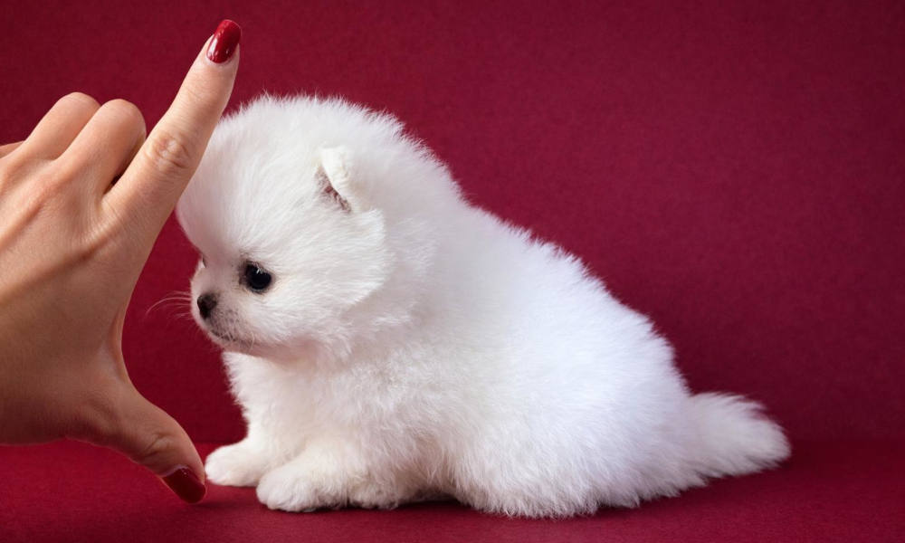 Toy Breed Puppies For Sale